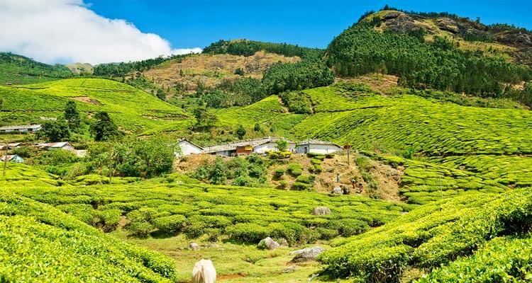 kolukkumalai tea estate photos